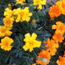 메리골드 이미지