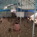 수안보농장 이미지