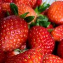 싱싱딸기 이미지