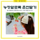 충만농장 | [강원도 춘천 딸기 체험] 춘천 가볼만한곳 농장알로록춘천딸기🍓 주말 나들이&amp;이색 데이트 장소 추천!