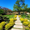 합천자원 | 합천군 목수국 정원 새 관광 자원으로 급부상