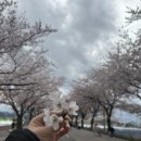 22사단 가는길 | 2026 양양 남대천 벚꽃축제 장소 일정 주차 벚꽃 개화상황