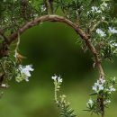 로즈마리 이미지