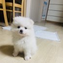 도그앤피플 동물병원 이미지