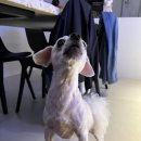 뽀dog 네이버블로그