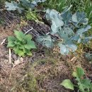 골몰농장 이미지