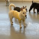 멍데이 살롱 이미지