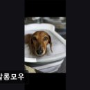 펫살롱모우