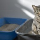 카카오 동물병원 이미지