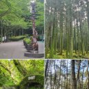 편백세상 이미지