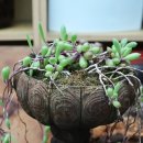 고무신농원 이미지