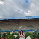 유구터미널 | 공주 유구색동수국정원 실시간 현황, 충청도 수국은 여기가 최고.