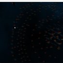 슈퍼스타 PC 이미지