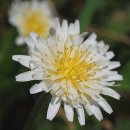 민들레 영농조합법인 이미지