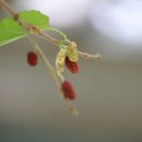 수원농장 이미지