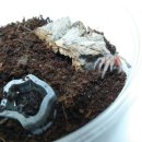 헤어로즈 이미지