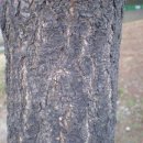 불당대로 이미지