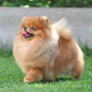 애견백과 - 포메라니안 (Pomeranian) 이미지