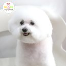 밍키애견 이미지