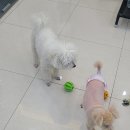 MUNG MOO 이미지