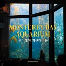@몬터레이 베이 아쿠아리움 완벽 가이드 2025