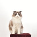 랙돌캐터리 아이돌스 전주고양이분양 이미지