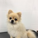 그루밍폼폼 이미지