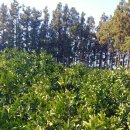 가시리별짱 이미지