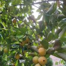 맥타가트 농장 이미지