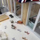 털좀밀개 이미지