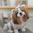 쁘띠애견미용실 이미지