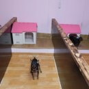 몽이애견 이미지