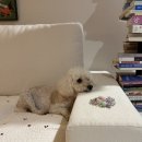 서초중앙로 63-8 이미지