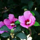 시골마당 이미지