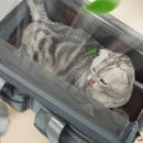 백일켄넬 이미지