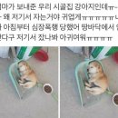 동물농장 이미지