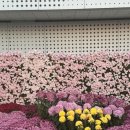 동광장 | 2025 동대구역 광장 국화전시회 국화축제 솔직한 후기