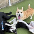 숙희네 개집 이미지