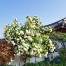 은행나무민박 이미지