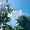 하루키+소설을 듣다 | 무라카미 하루키 작가 <직업으로서의 소설가> 글쓰기 소설 에세이 책 도서 추천 가을 독서 필사 후기