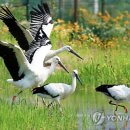 황새공원 다목적광장 이미지