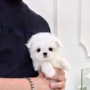 우리퍼피 이미지