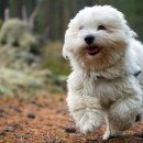 꼬동이네 이미지