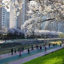 온천천시민공원 영산홍 이미지