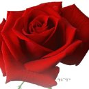희야7080 Daum카페