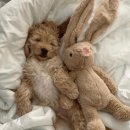 털복숭이친구들 이미지