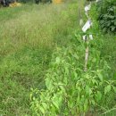 과림 낚시터 이미지