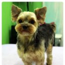 비오비 펫살롱 이미지