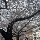 서산동문초등학교 | 벚과 꽃 그사이 어딘가