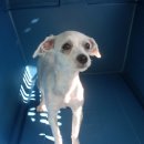 (동해 보호소) 주인을 찾습니다 이미지